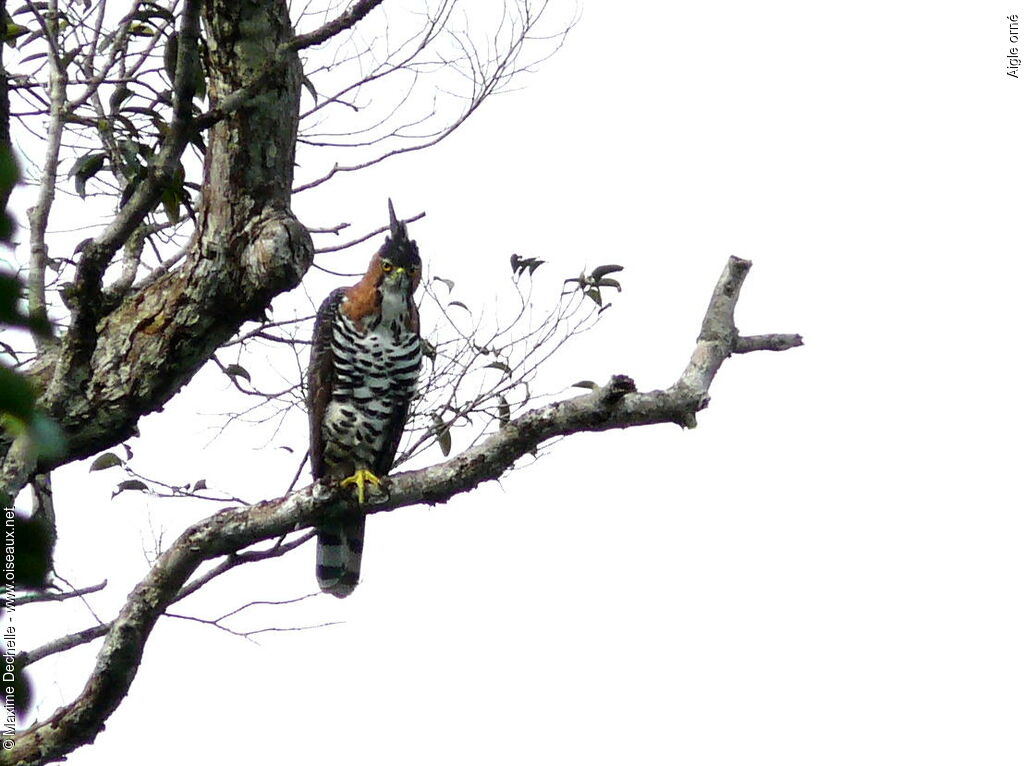 Aigle ornéadulte, identification