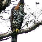Aigle orné