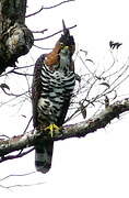 Ornate Hawk-Eagle