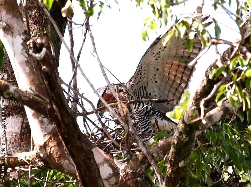 Ornate Hawk-Eagle adult, Reproduction-nesting, Behaviour