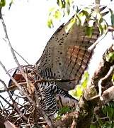 Ornate Hawk-Eagle