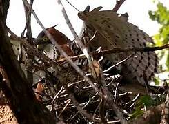 Ornate Hawk-Eagle