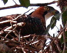 Ornate Hawk-Eagle