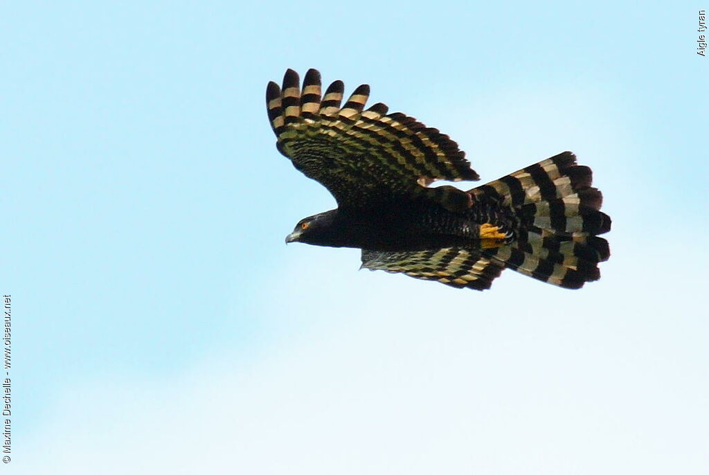 Black Hawk-Eagle, Flight