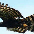 Aigle tyran
