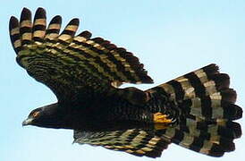 Black Hawk-Eagle