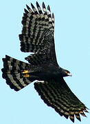 Black Hawk-Eagle