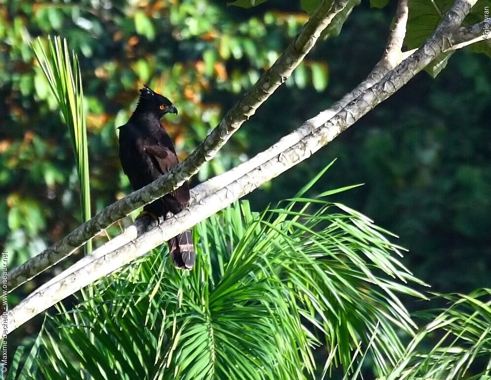 Aigle tyranadulte, identification