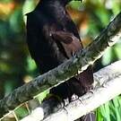 Aigle tyran