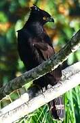 Black Hawk-Eagle