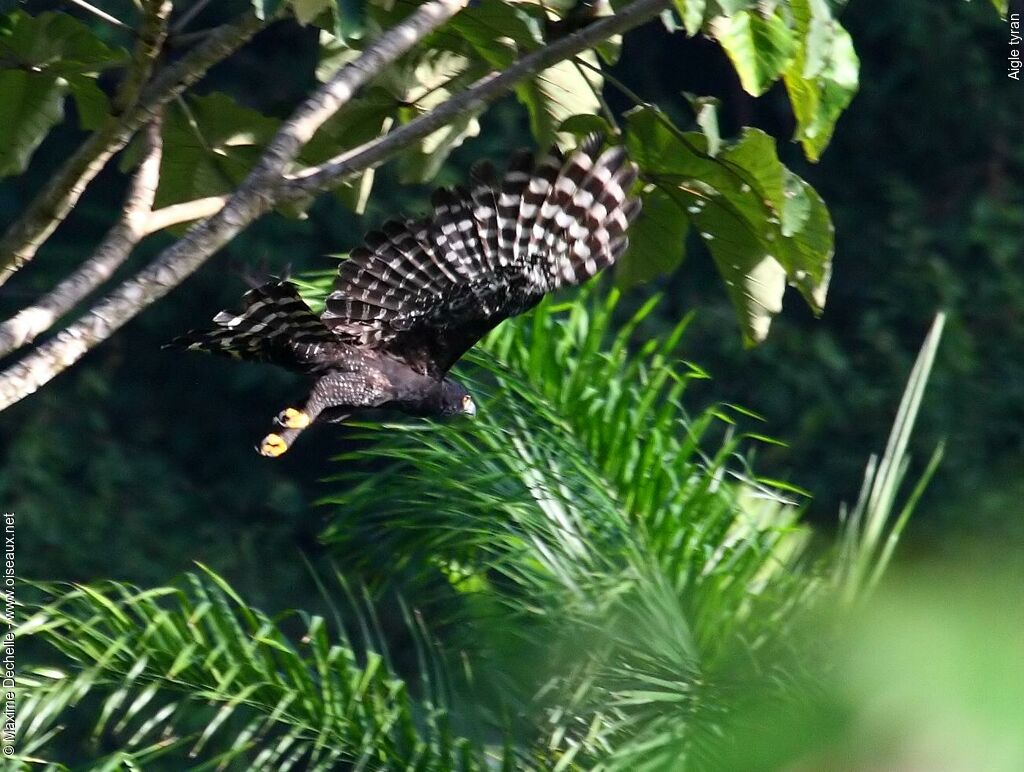 Black Hawk-Eagle, Flight