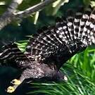 Aigle tyran
