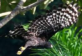 Black Hawk-Eagle