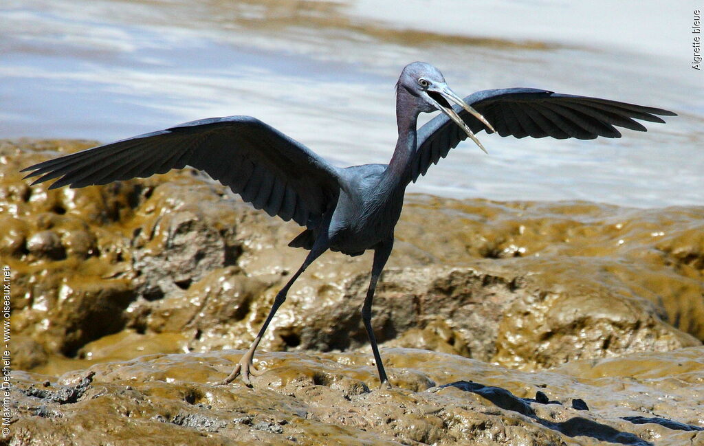 Little Blue Heronadult, identification, song, Behaviour