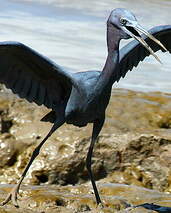 Aigrette bleue