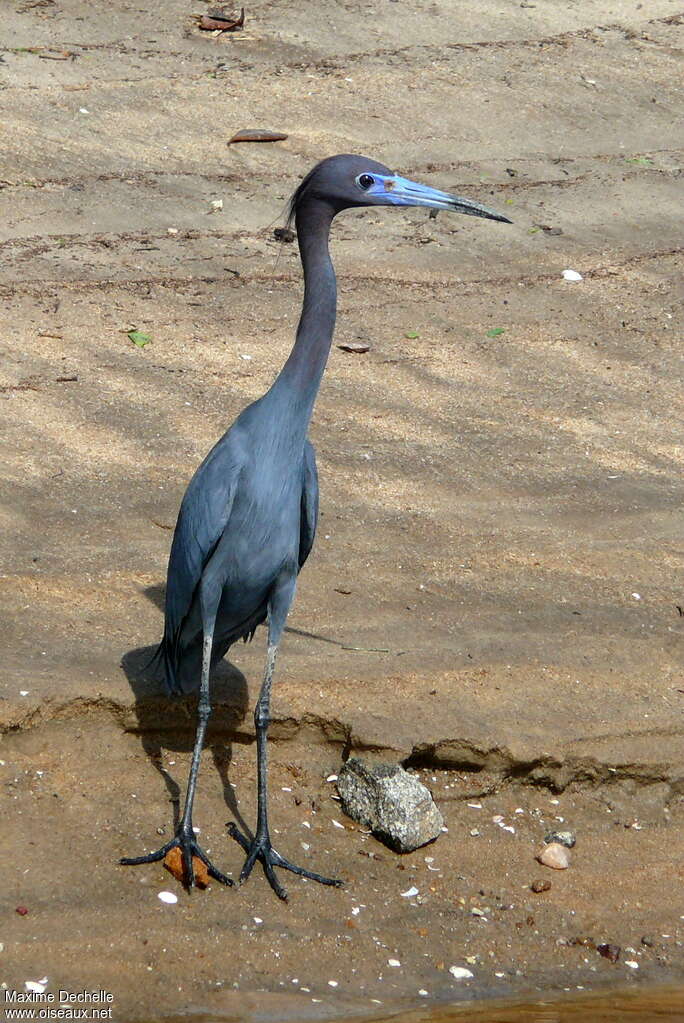 Aigrette bleueadulte nuptial, identification