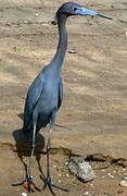 Aigrette bleue