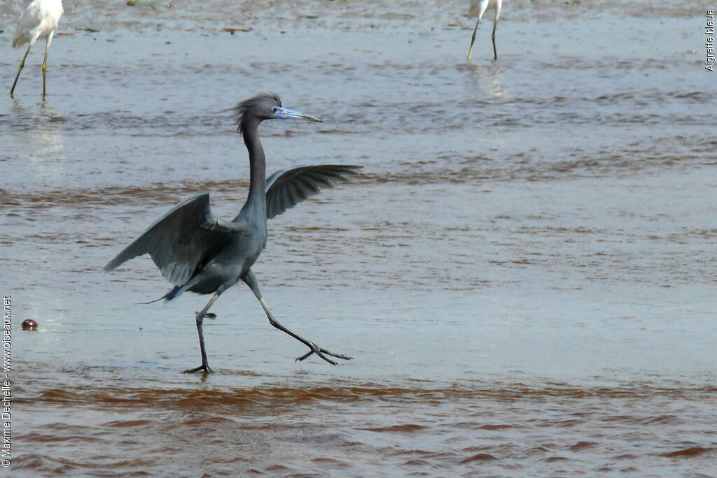 Little Blue Heronadult breeding, Behaviour