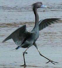 Aigrette bleue