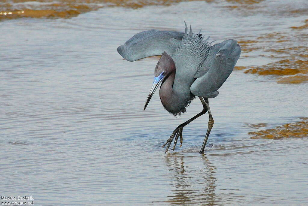 Aigrette bleueadulte nuptial, pigmentation, pêche/chasse