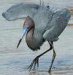 Aigrette bleue