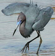 Aigrette bleue