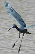 Aigrette bleue