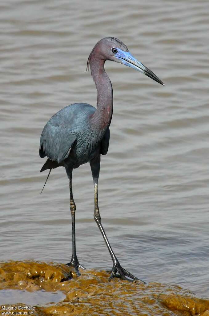 Little Blue Heronadult breeding, identification