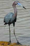 Little Blue Heron