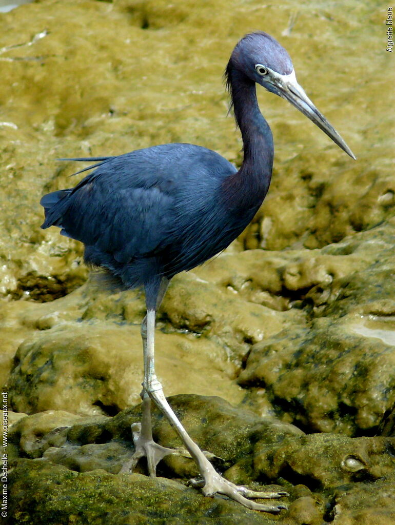 Little Blue Heronadult, identification