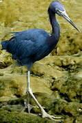 Aigrette bleue