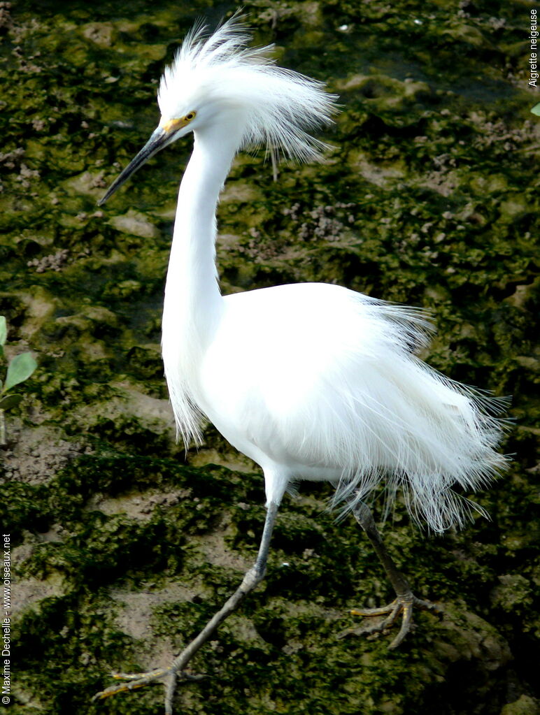 Snowy Egretadult breeding, identification