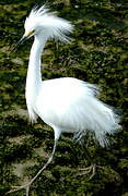 Aigrette neigeuse