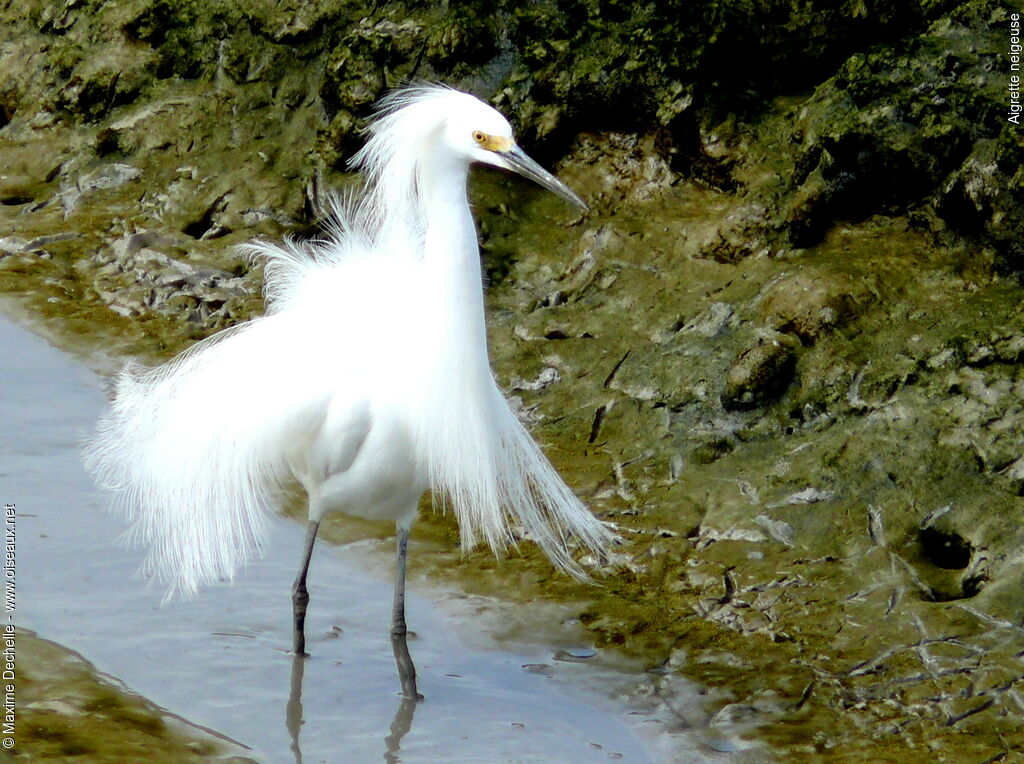 Snowy Egretadult breeding