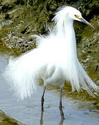 Aigrette neigeuse