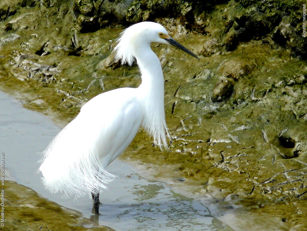 Aigrette neigeuseadulte nuptial