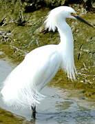 Aigrette neigeuse