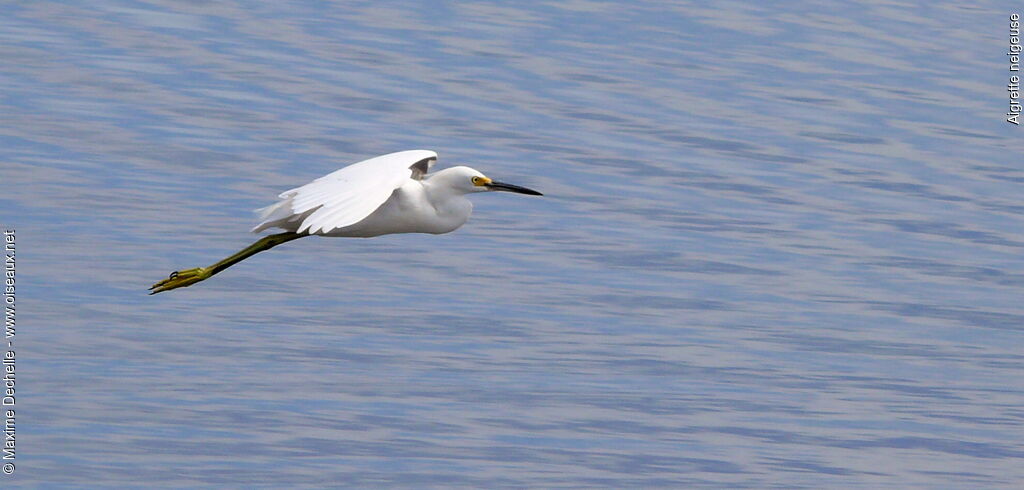 Aigrette neigeuse, Vol