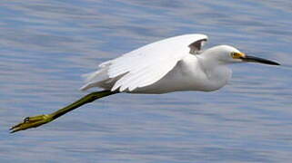 Snowy Egret