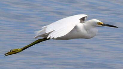 Aigrette neigeuse