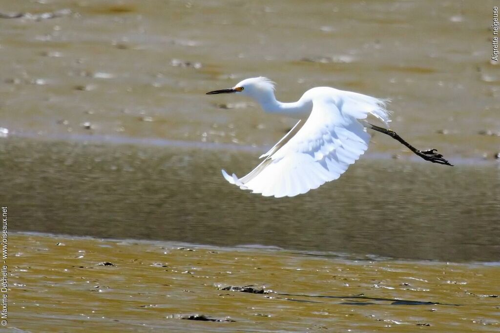 Aigrette neigeuse, Vol