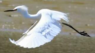 Snowy Egret