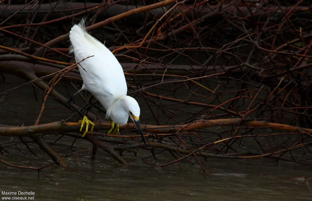 Aigrette neigeuseadulte nuptial, identification, régime, Comportement