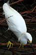 Aigrette neigeuse