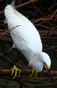 Aigrette neigeuse