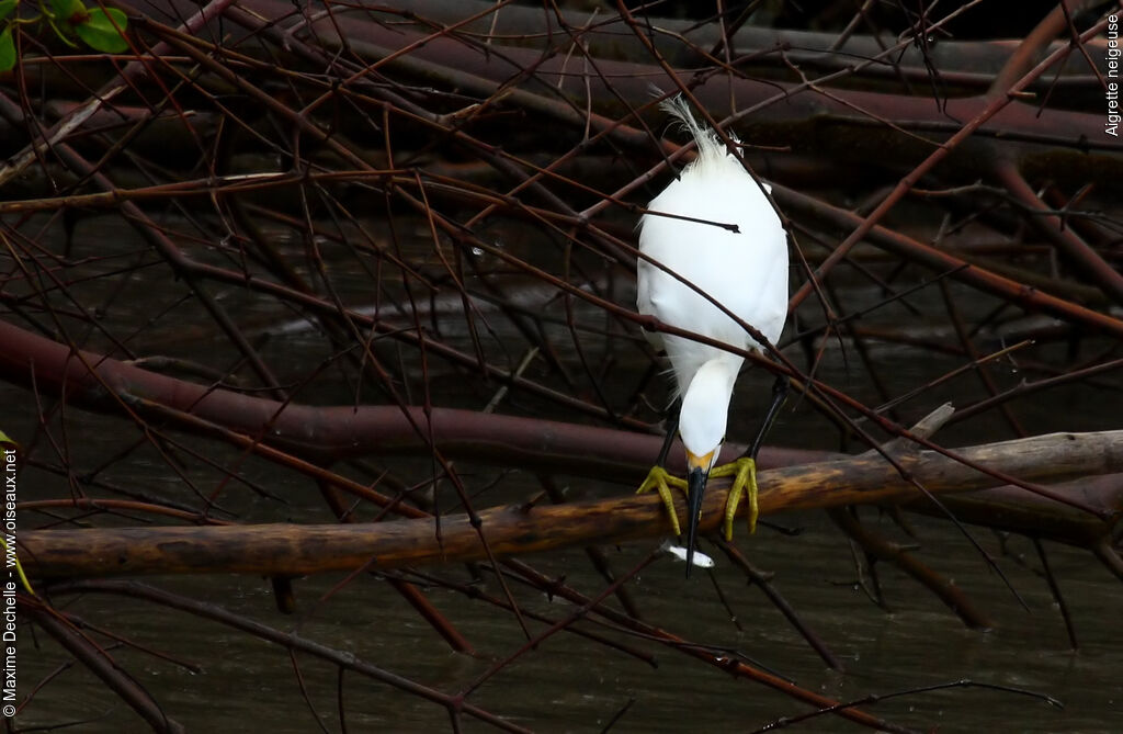 Snowy Egretadult breeding, identification, feeding habits