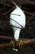 Snowy Egret