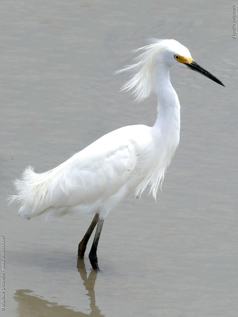 Snowy Egretadult breeding, identification