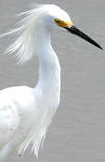 Snowy Egret