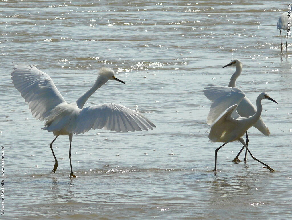 Aigrette neigeuse, Comportement